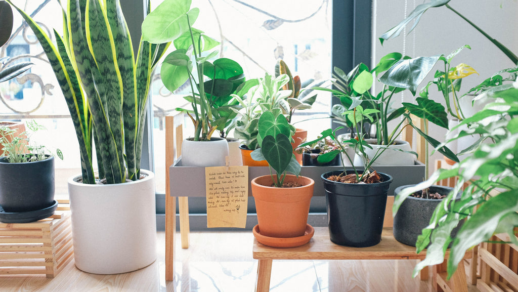 Die grüne Oase: Die unzähligen Vorteile von Zimmerpflanzen